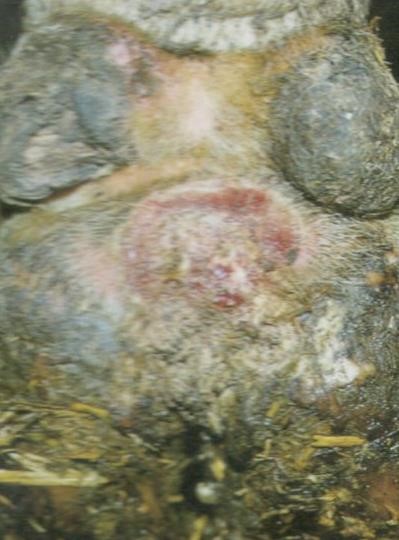 choroba racic 3