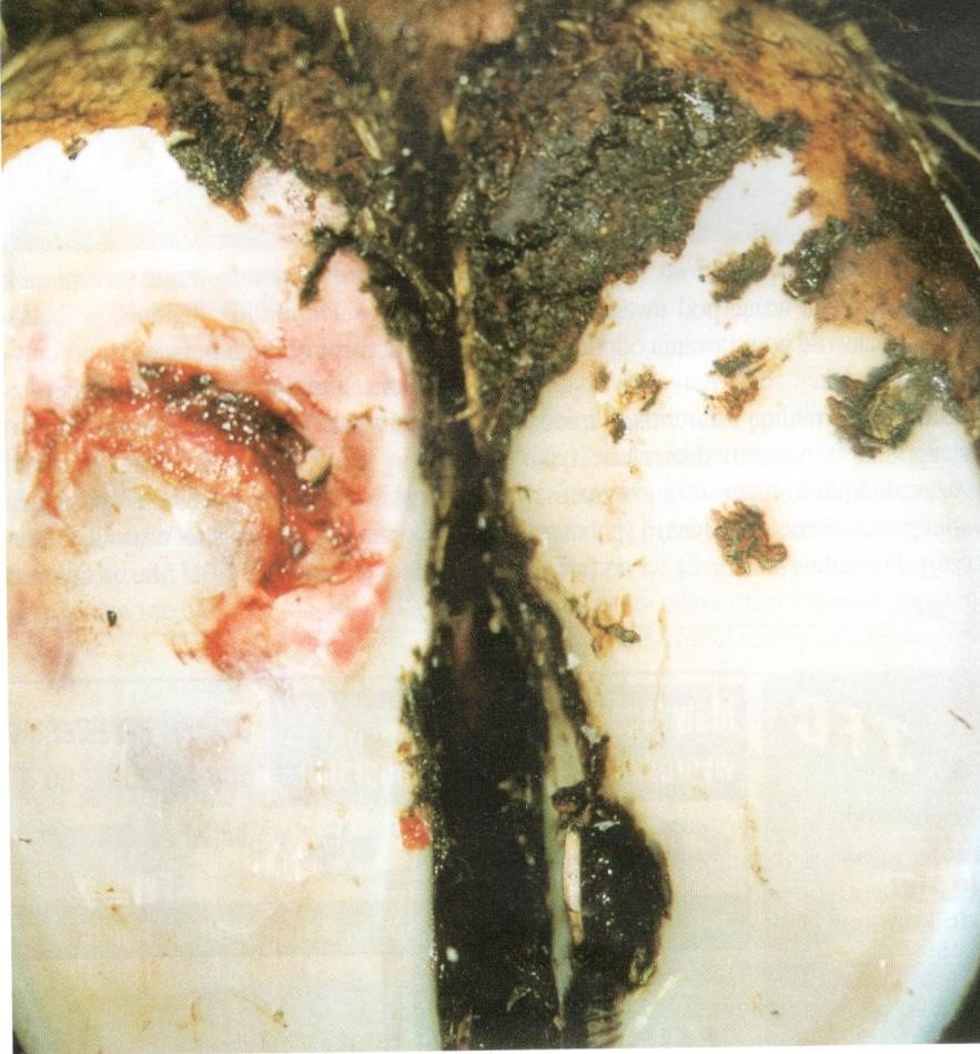 choroba racic 6